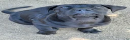 Cane Corso dogs for sale: Cane Corso Puppy 1 - Ad 4