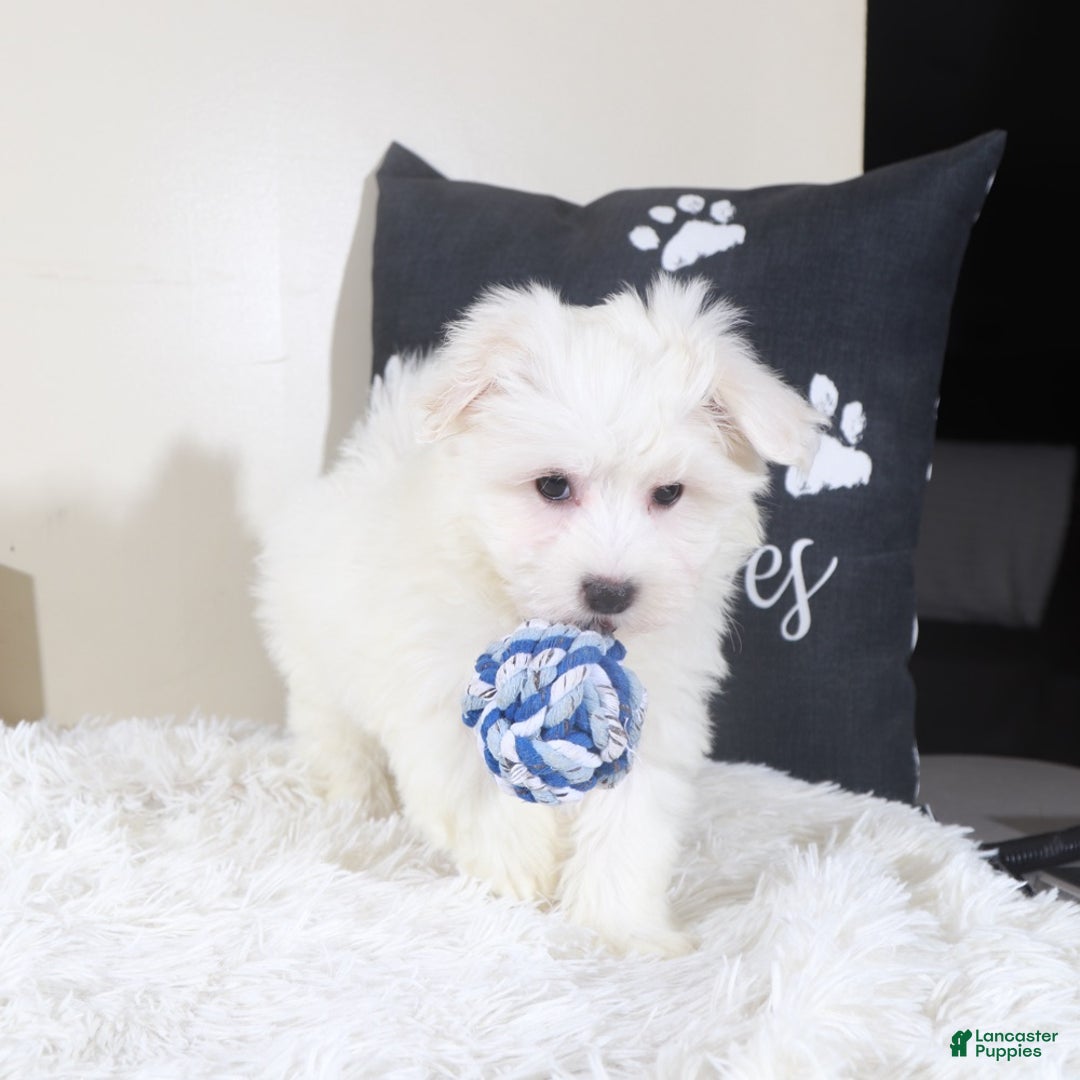Maltese dogs for sale: Maltese Puppy Baloo - Ad 3