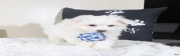 Maltese dogs for sale: Maltese Puppy Baloo - Ad 3