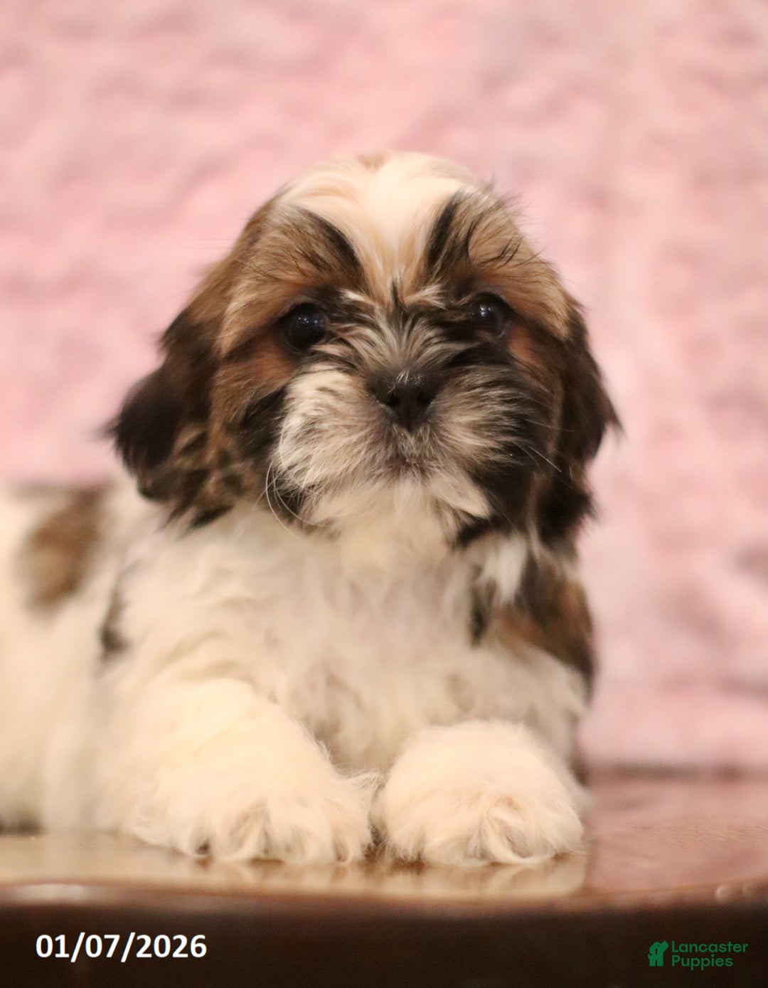 Shih Tzu dogs for sale: Elva - Ad 2