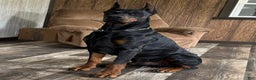 Doberman Pinscher dogs for sale: Selene - Ad 13