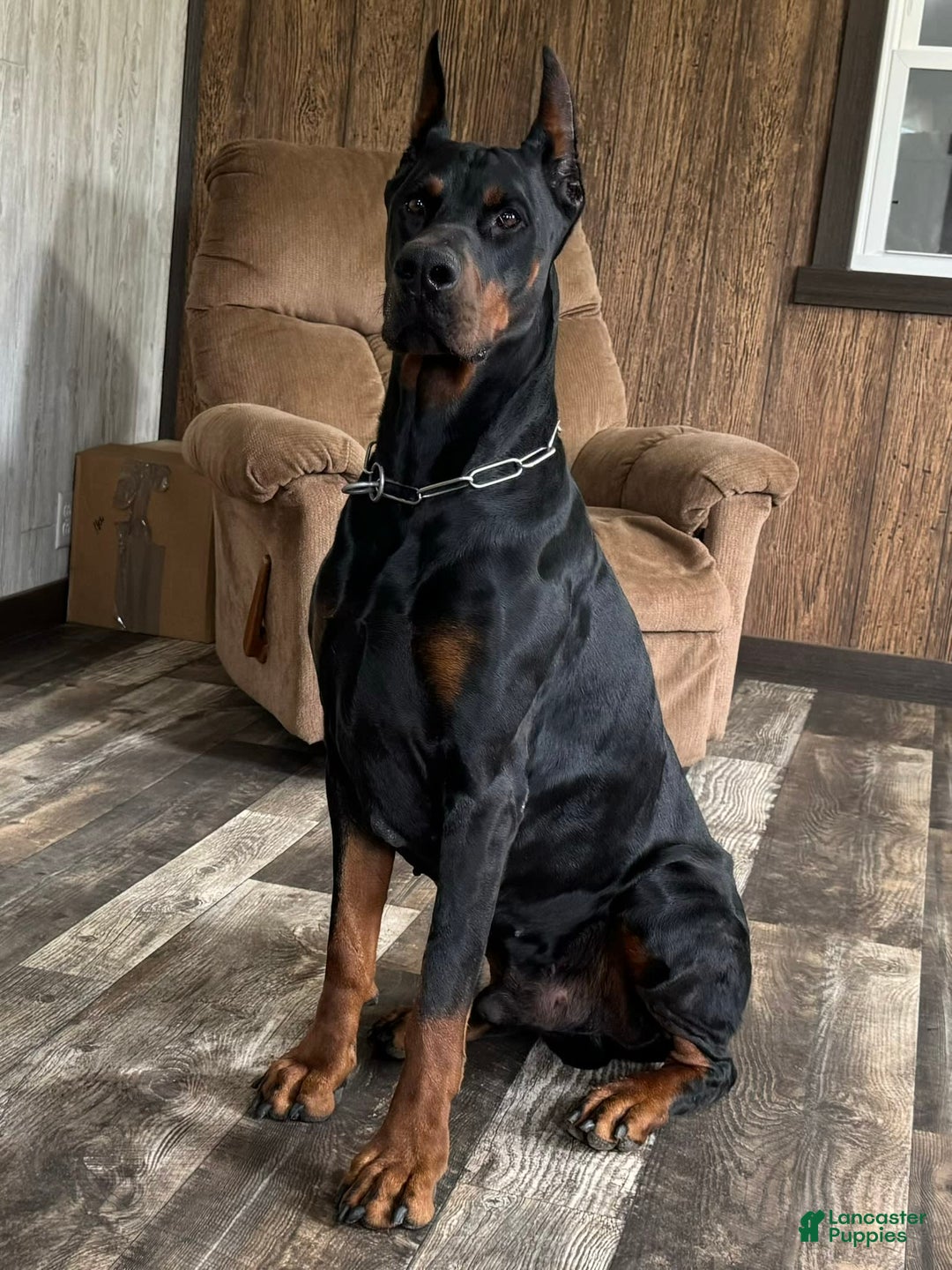 Doberman Pinscher dogs for sale: Selene - Ad 13