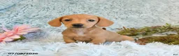 Miniature Dachshund dogs for sale: Blondie - Ad 3