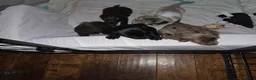 Dachshund dogs for sale: Dark Chocolate - Ad 10