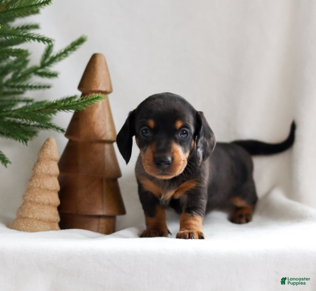 Miniature Dachshund dogs for sale: Holly - Ad 1