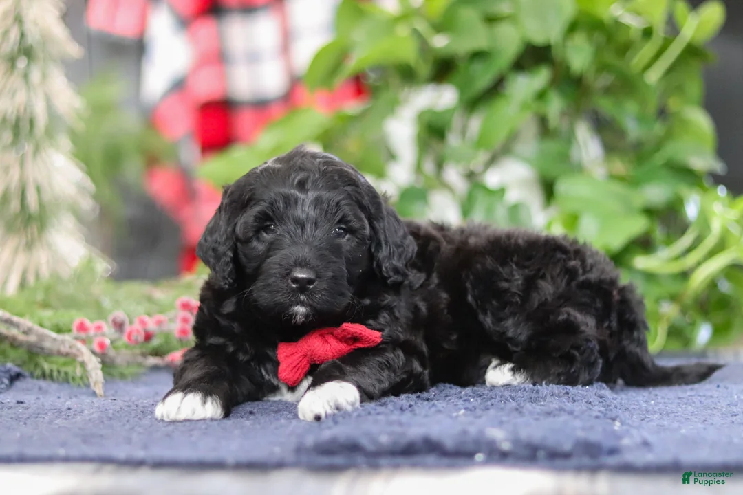 Portuguese Water Dog dogs for sale: Carson - Ad 7