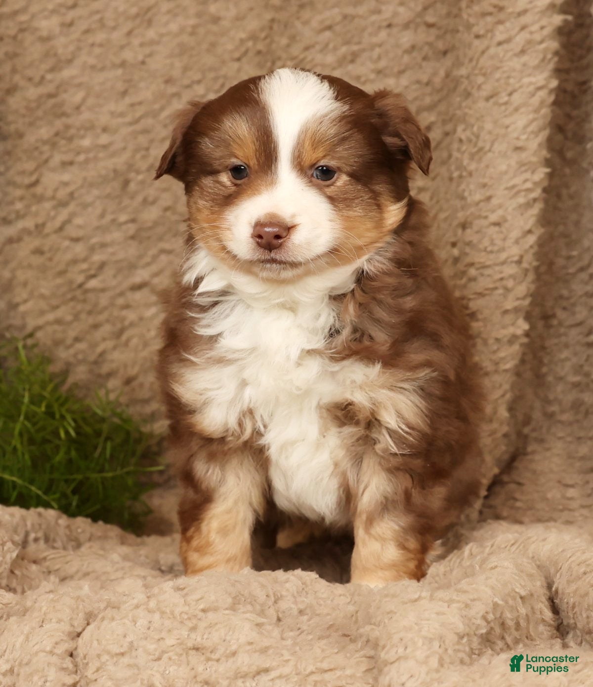 Miniature Australian Shepherd dogs Deacon - Ad 2