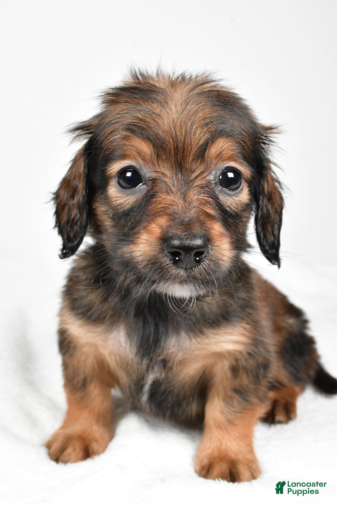 Miniature Dachshund dogs for sale: Bailey  - Ad 3