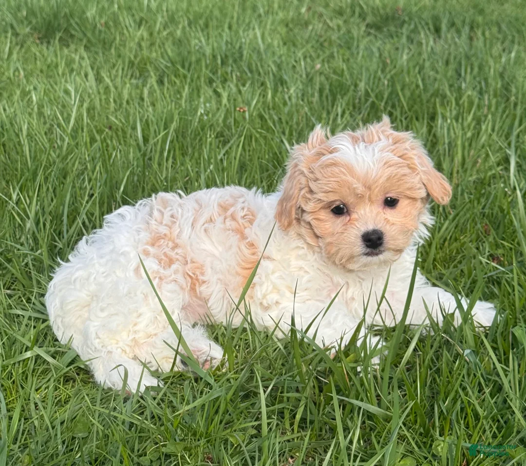 Havanese dogs for sale: Helen - Ad 5