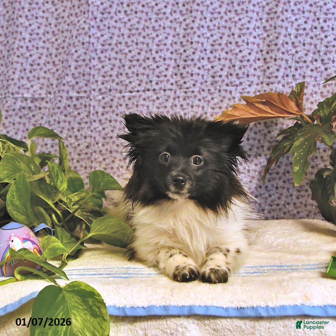 Mixed Breed dogs for sale: Dixon - Ad 2