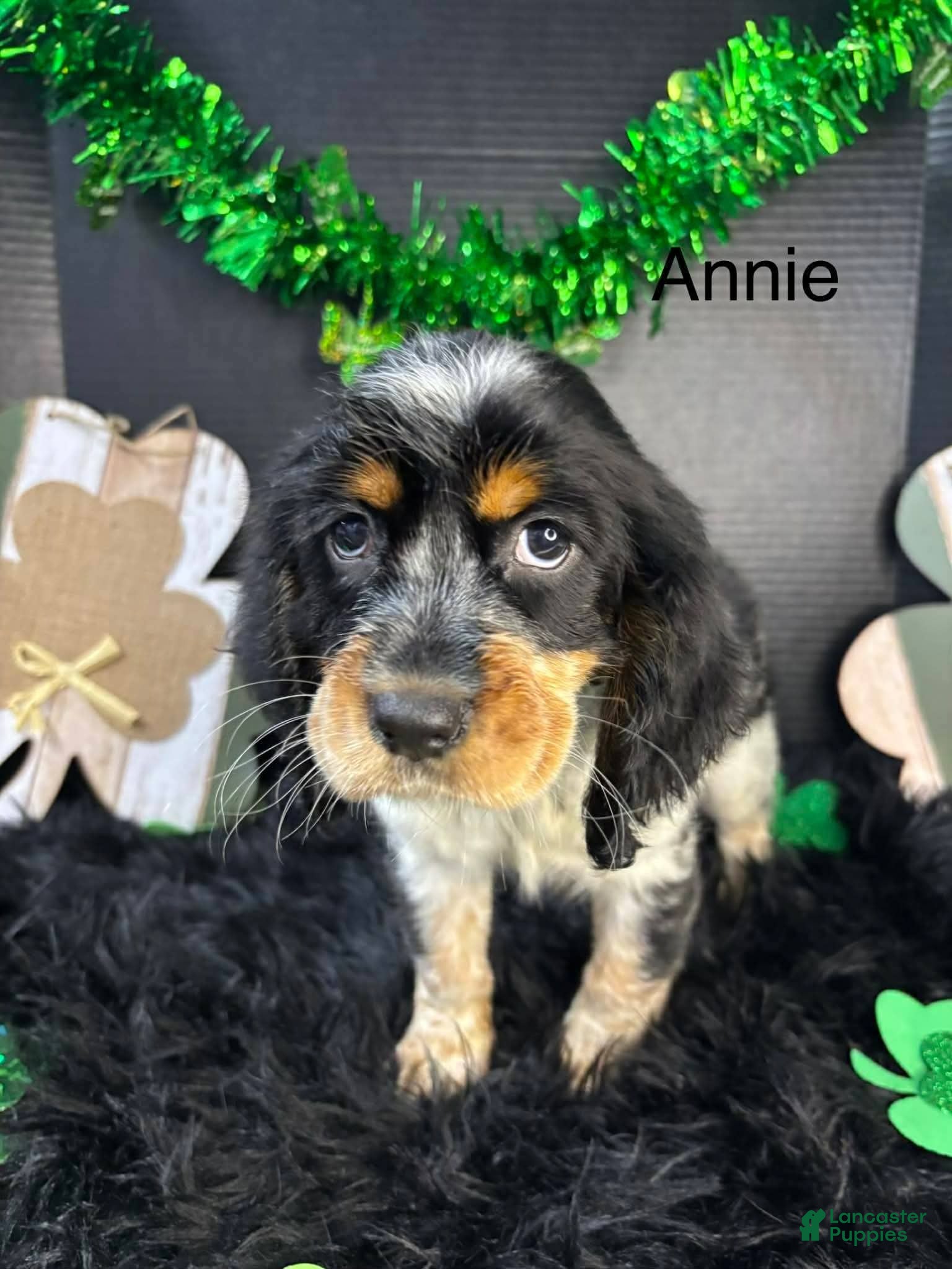 English Springer Spaniel dogs Annie - Ad 11