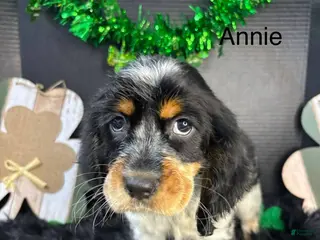 English Springer Spaniel dogs Annie - Ad 11
