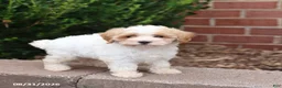 Maltipoo dogs for sale: Nugget - Ad 4