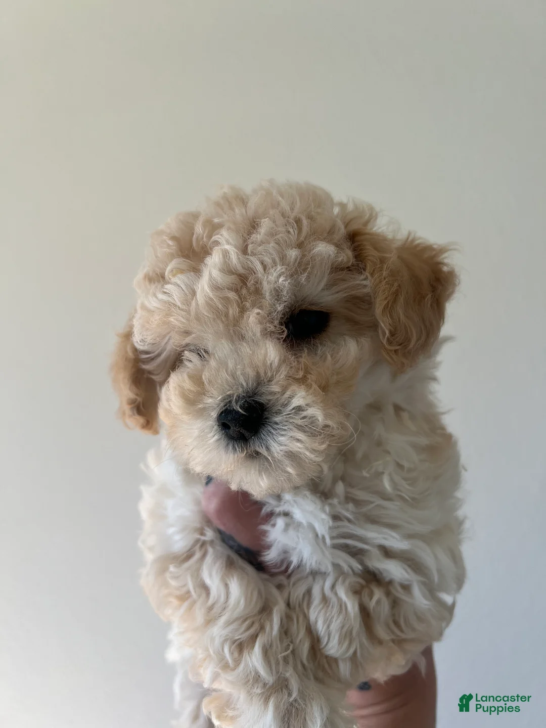 Toy Poodle dogs for sale: Bella - Ad 2