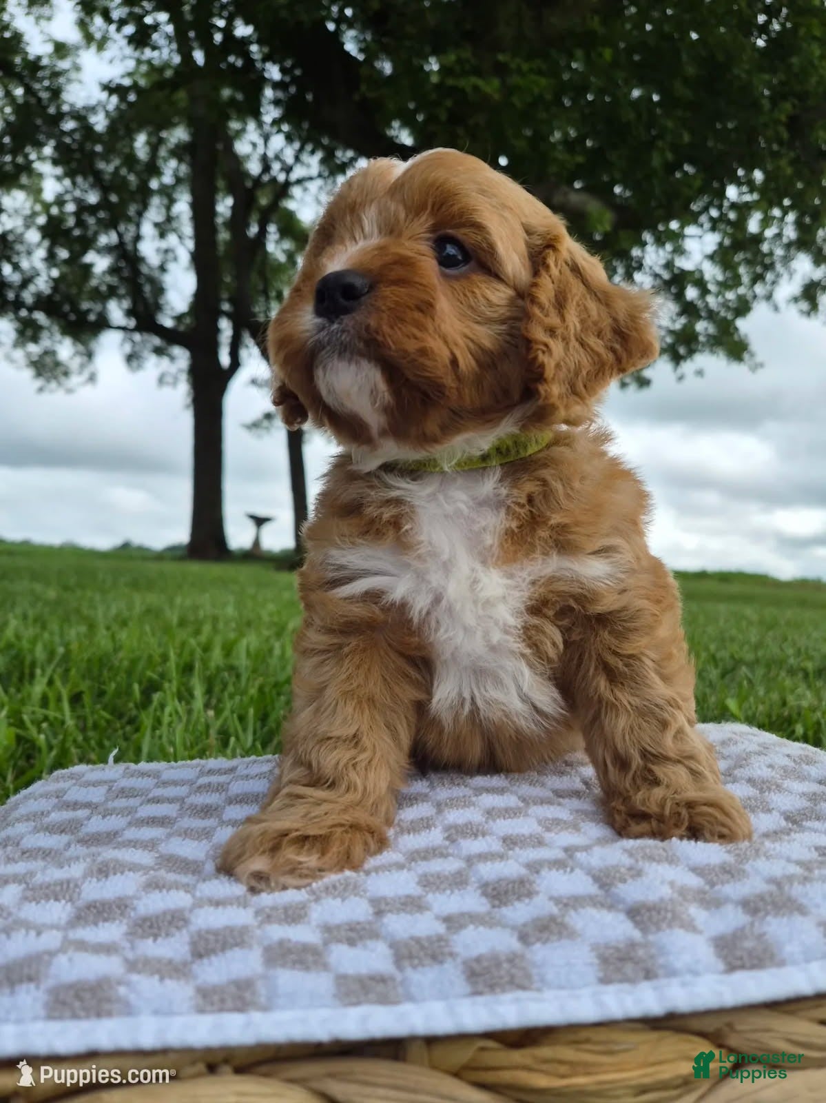 Cavapoo dogs Andy - Ad 1