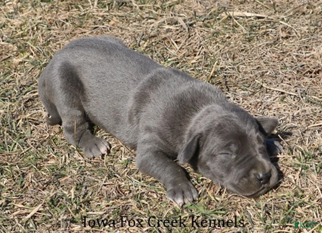 Great Dane dogs for sale: Sarge - Ad 3