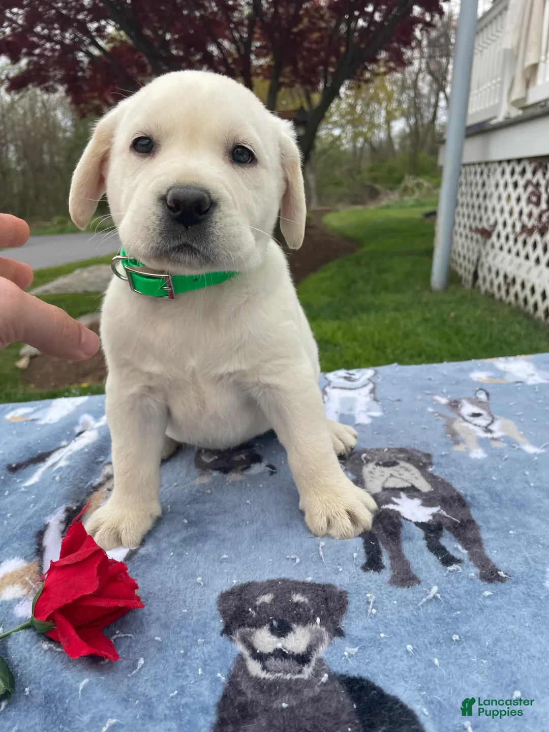 Labrador Retriever dogs for sale: Angel - Ad 2