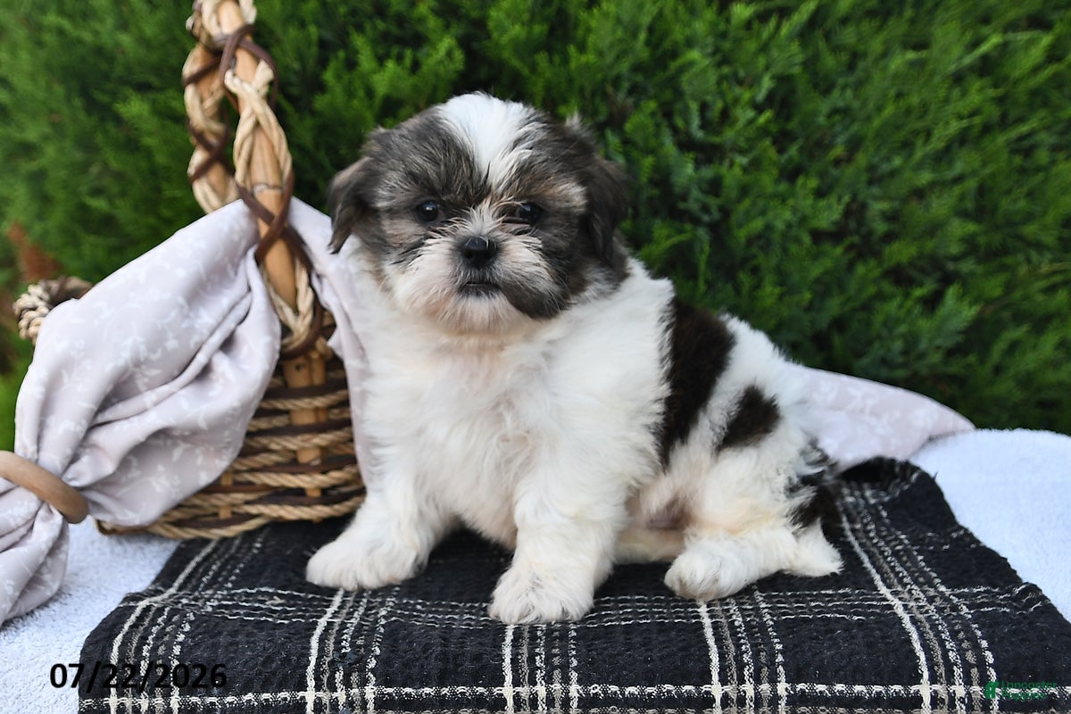 Shih Tzu dogs Spotty - Ad 2