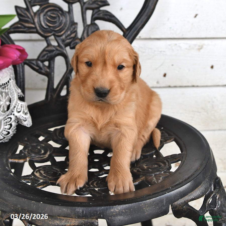 Golden Retriever dogs Missie - Ad 1