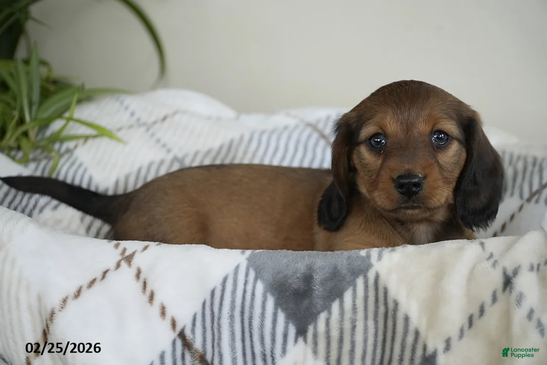 Miniature Dachshund dogs for sale: Abigail - Ad 4