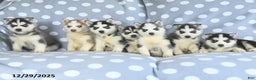 Siberian Husky dogs for sale: Remy - Ad 5