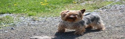 Yorkshire Terrier dogs for sale: Teeko - Ad 7