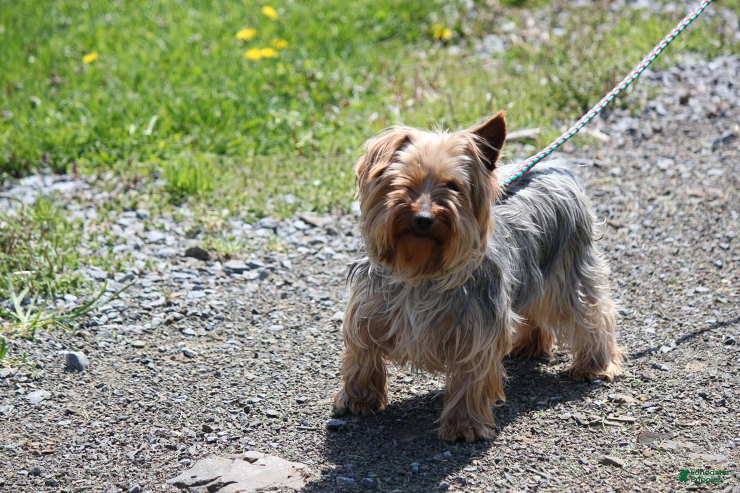 Yorkshire Terrier dogs for sale: Teeko - Ad 7