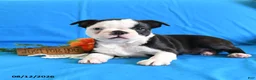 Boston Terrier dogs for sale: Alex - Ad 4