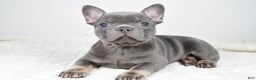French Bulldog dogs for sale: Faith - Ad 10