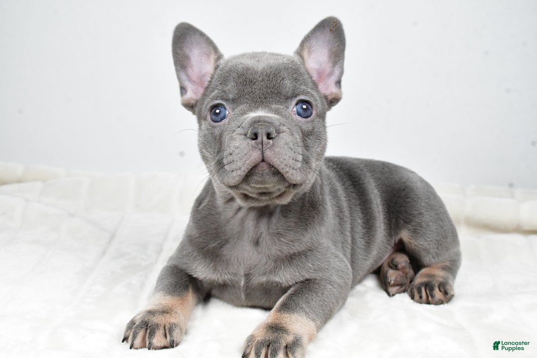 French Bulldog dogs for sale: Faith - Ad 10