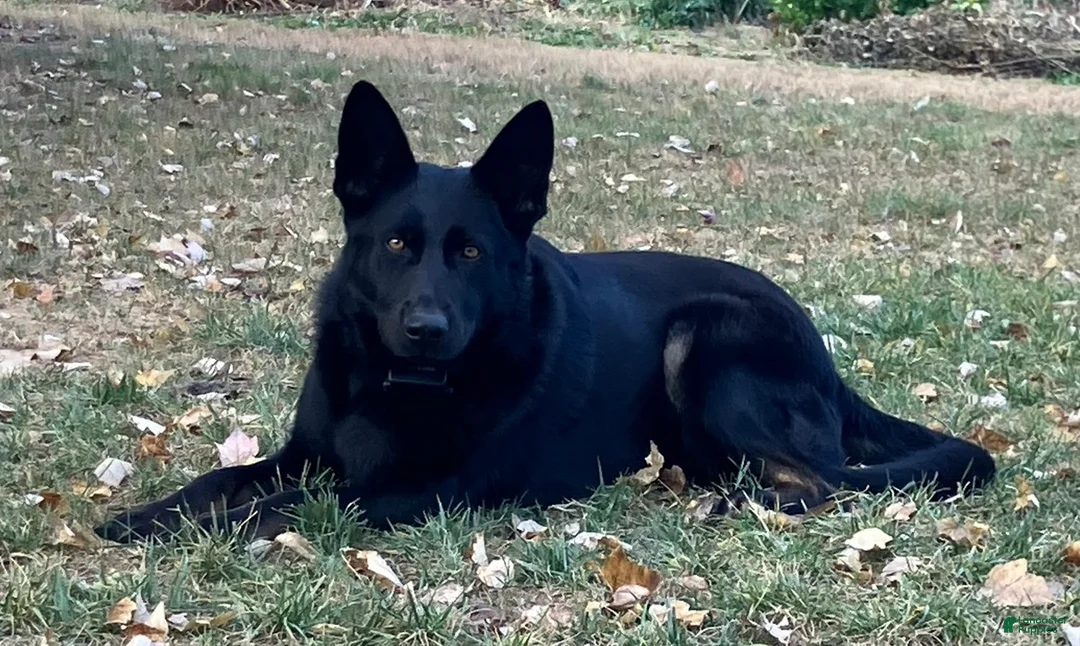 German Shepherd dogs for sale: Max - Ad 5