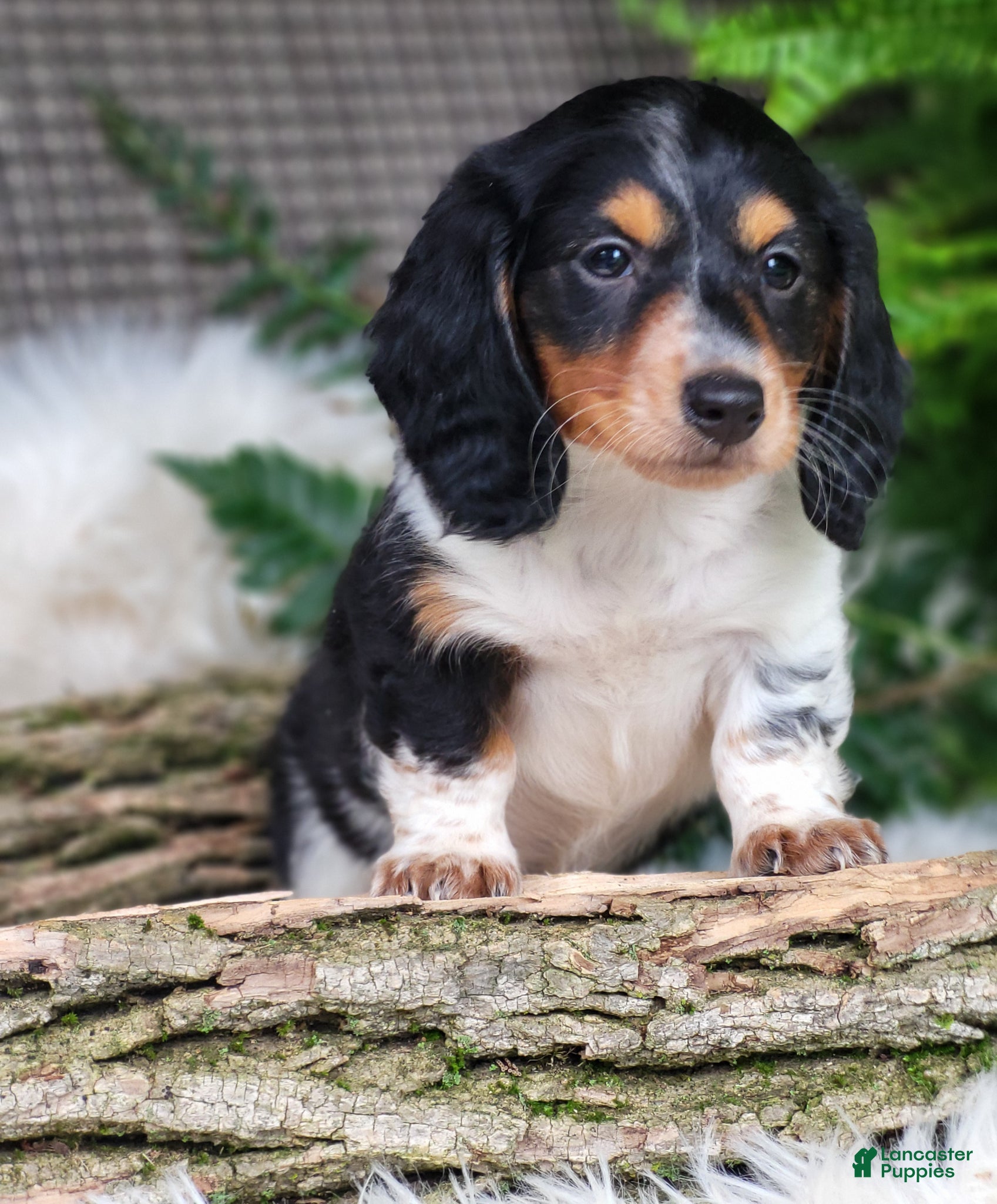 Miniature Dachshund dogs Hero - Ad 1