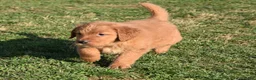 Golden Retriever dogs for sale: Pansy   Genetic/OFA - Ad 12