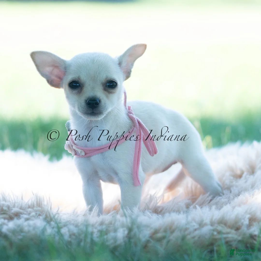 Chihuahua dogs for sale: Tinkerbell - Ad 1