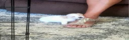 Chorkie dogs for sale: Millie - Ad 2