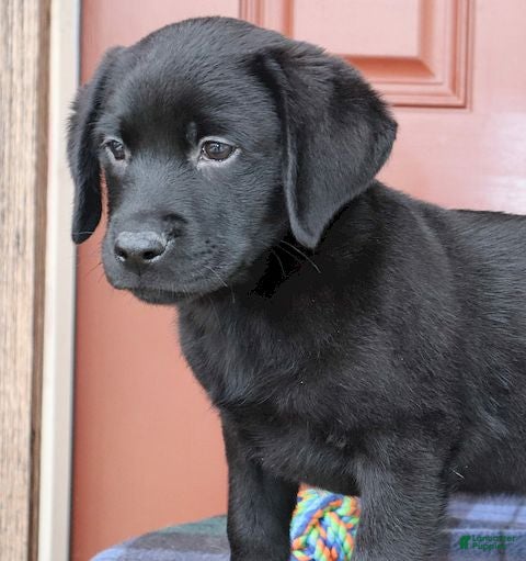 Labrador Retriever dogs Dakota- Champ lines - Ad 6