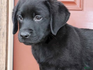 Labrador Retriever dogs Dakota- Champ lines - Ad 6