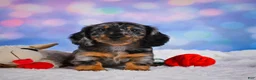 Miniature Dachshund dogs for sale: Rain - Ad 2