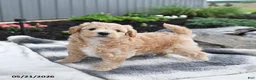 Bichpoo dogs for sale: Jade - Ad 1