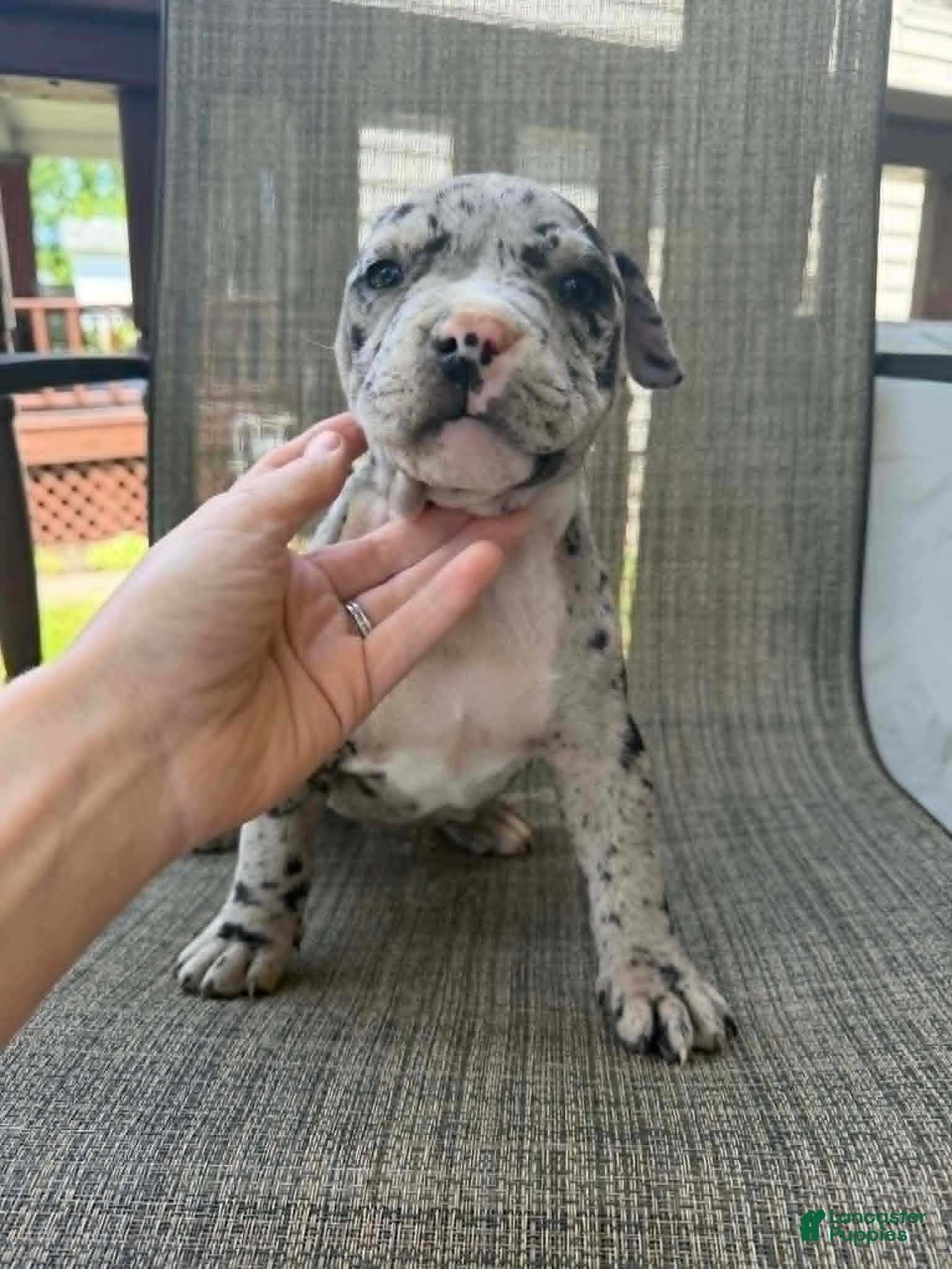 American Bully dogs for sale: Hera - Ad 3