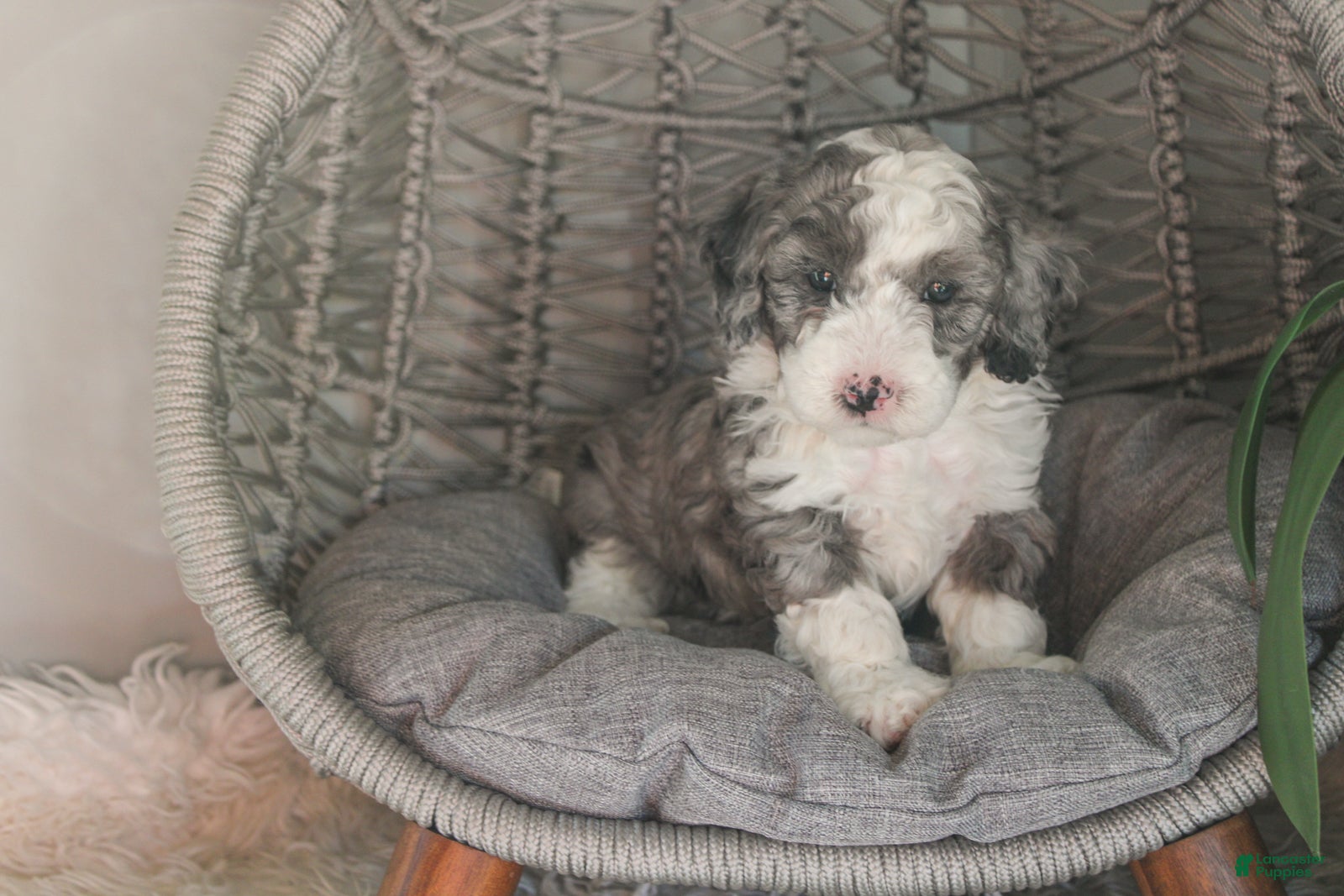 Mixed Breed dogs Patriot - Ad 1