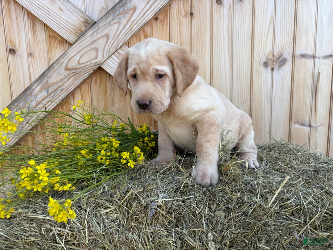Labrador Retriever dogs for sale: Ginger - Ad 1