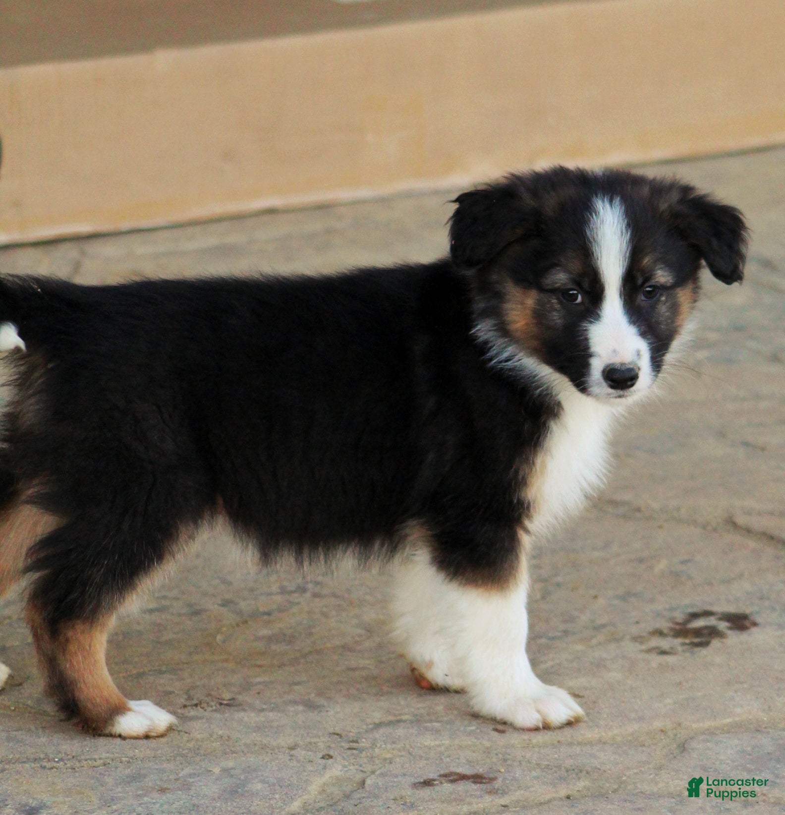 Mixed Breed dogs Rooster  - Ad 1