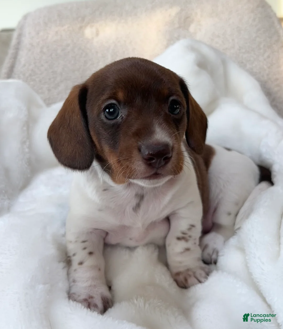Miniature Dachshund dogs for sale: Doxy - Ad 2