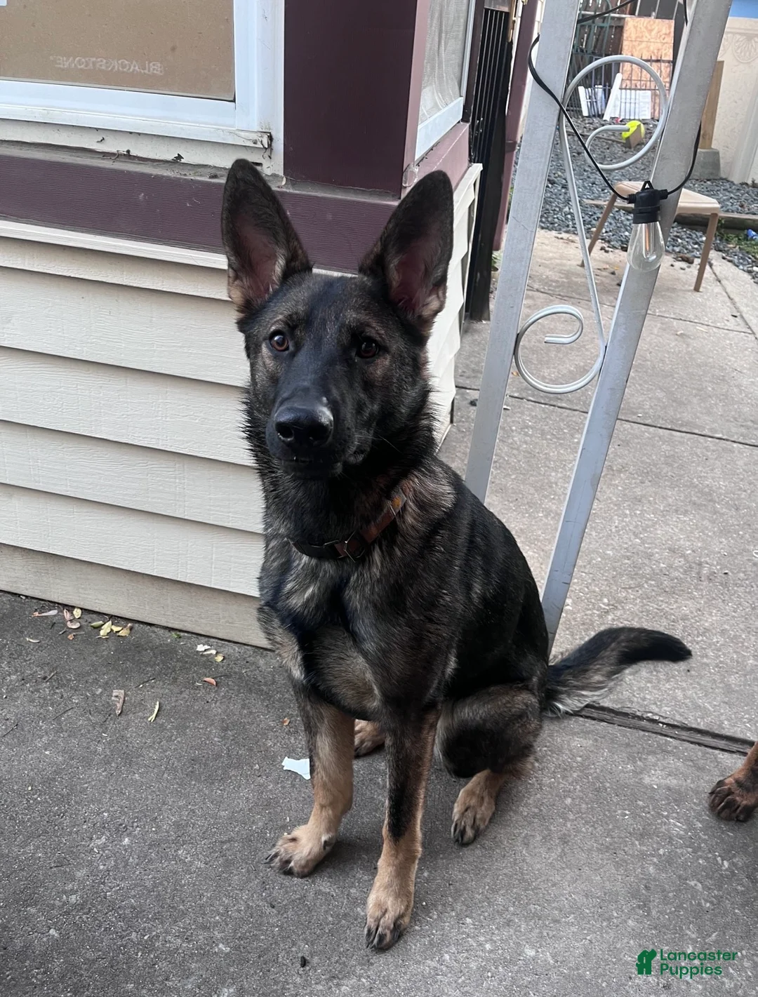 German Shepherd dogs for sale: German Shepherd Puppy 1 (Squawk) - Ad 4