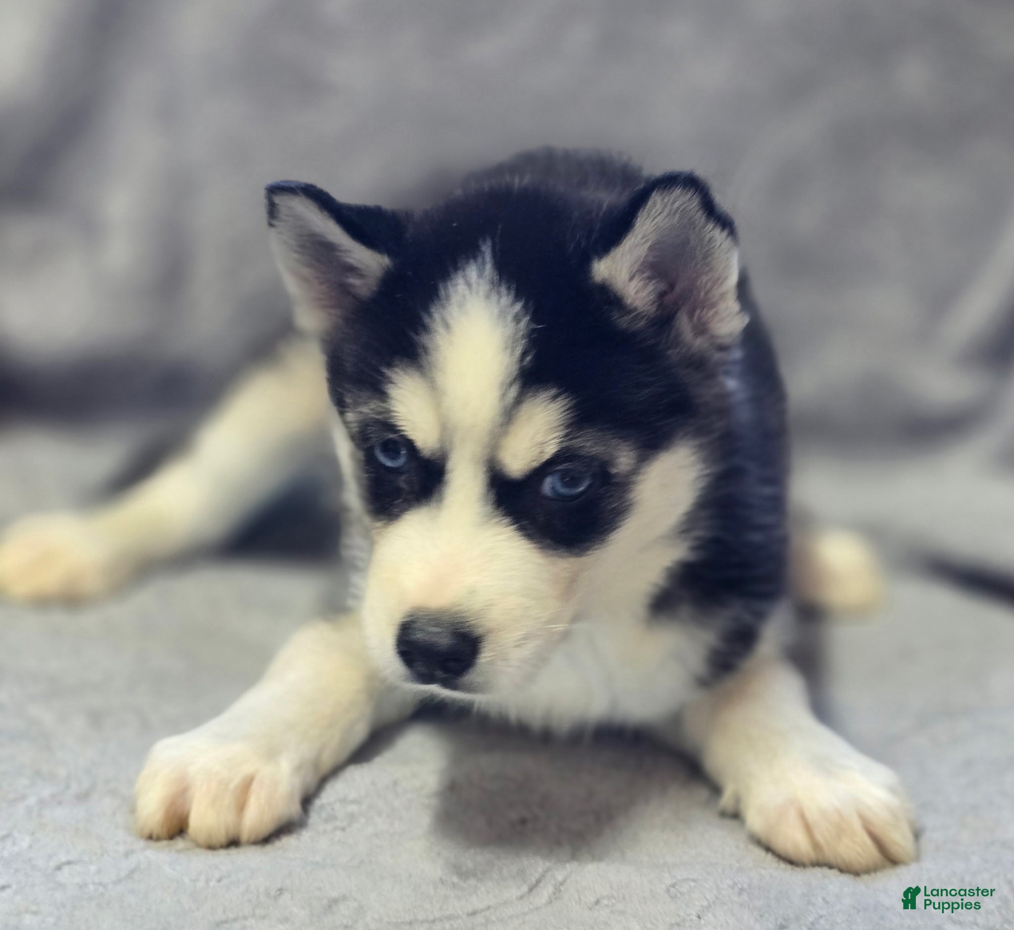 Siberian Husky dogs Siberian Husky Puppy 1 - Ad 2