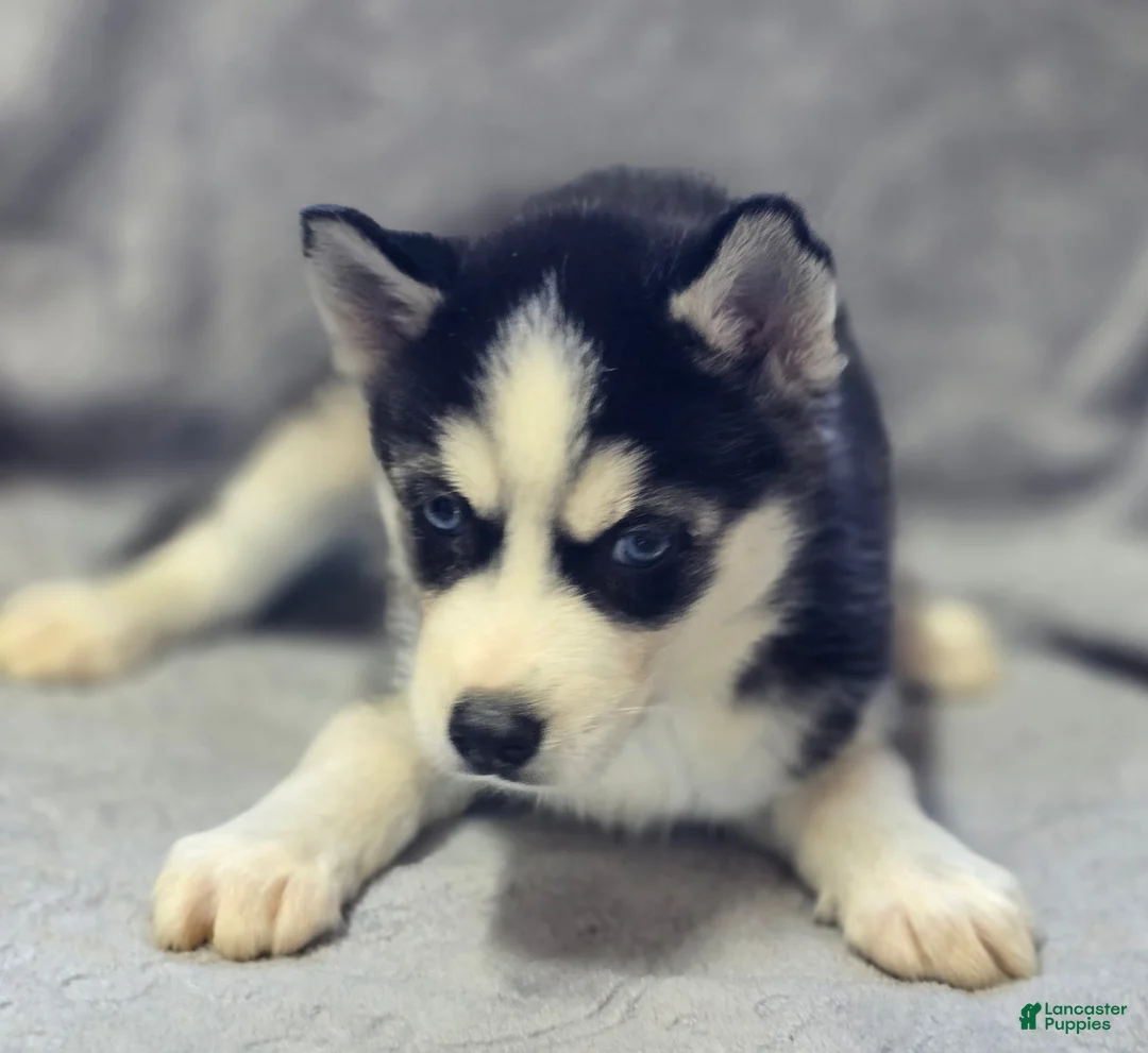 Siberian Husky dogs for sale: Siberian Husky Puppy 1 - Ad 2