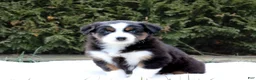 Australian Shepherd dogs for sale: Pansy - Ad 2