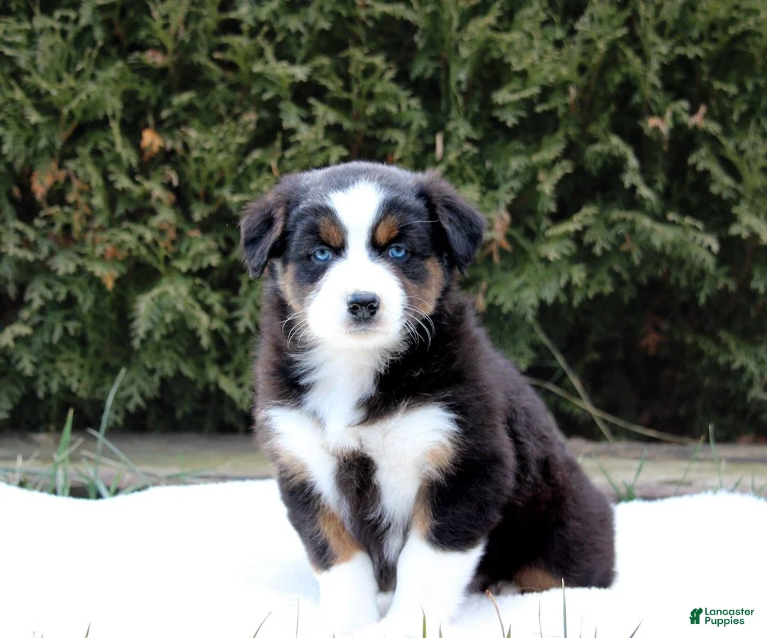 Australian Shepherd dogs for sale: Pansy - Ad 2