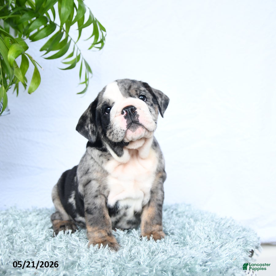 English Bulldog dogs Sasha - Ad 2